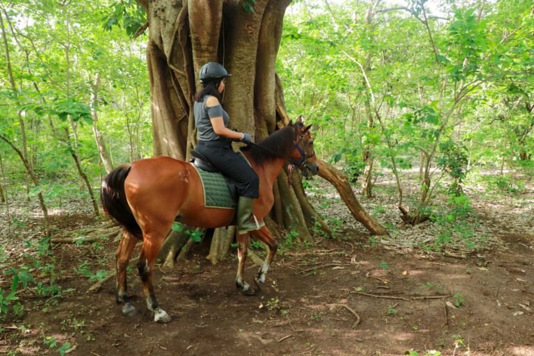 Horseback Riding Tour – West Bali National Park