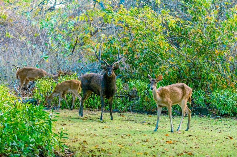 Safari Tour – West Bali National Park